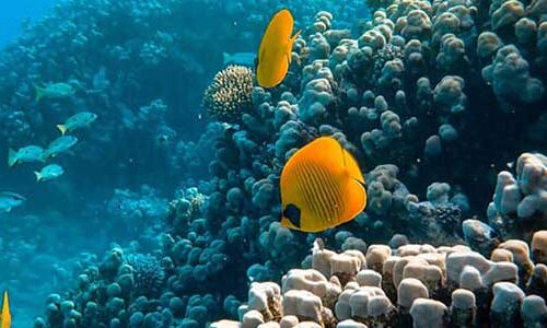 Заповедник Абу Даббаб – Бухта Черепах