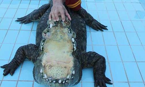 Шоу крокодилов в Шарм-Эль-Шейхе