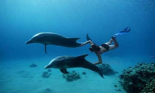 Дом Дельфинов из Хургады