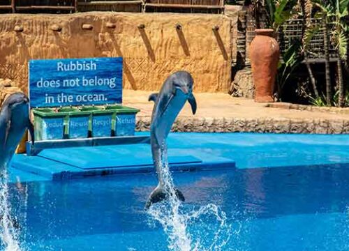 Дельфинарий в Хургаде