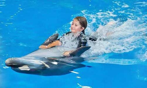 Купания с дельфинами в Хургаде