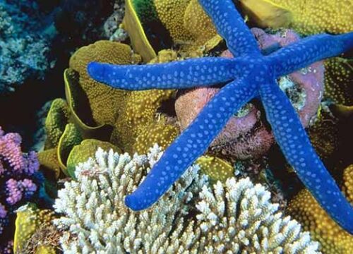 Шарм-Эль-Нага – коралловый заповедник